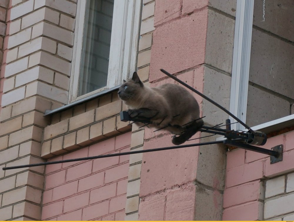Кот на антенне