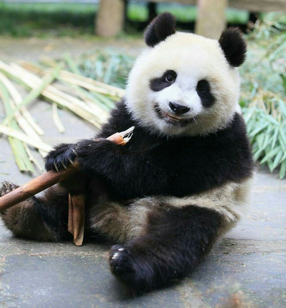 Панда улыбается