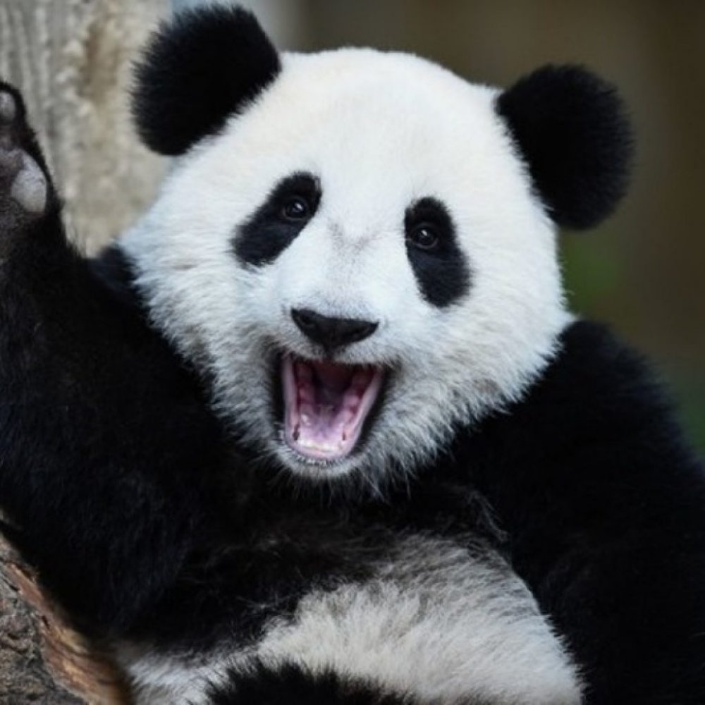 Панда смеется