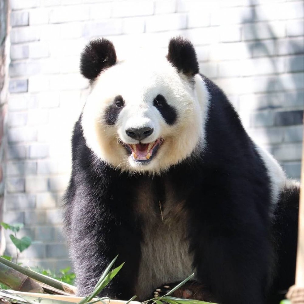 Улыбка панды