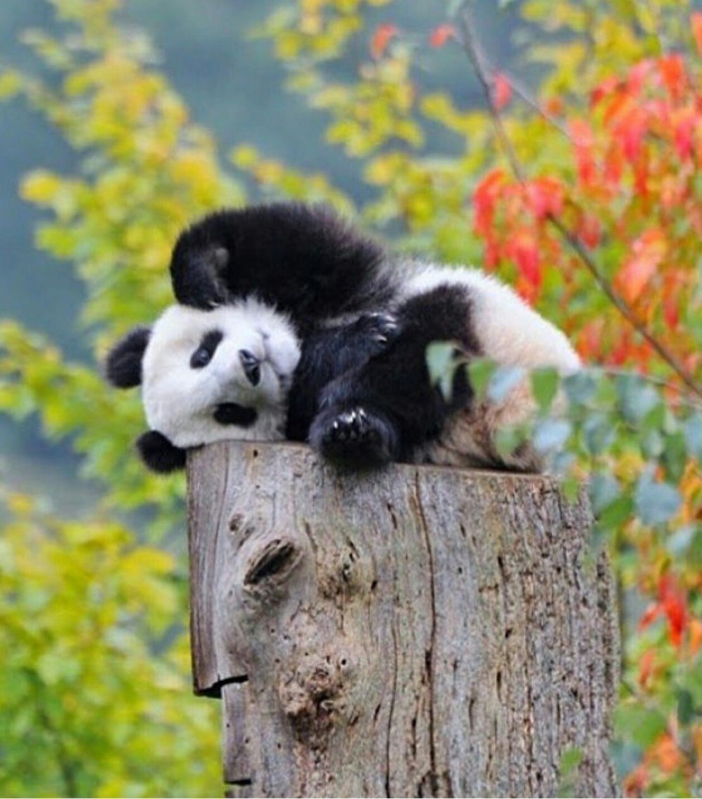 Панда осенью