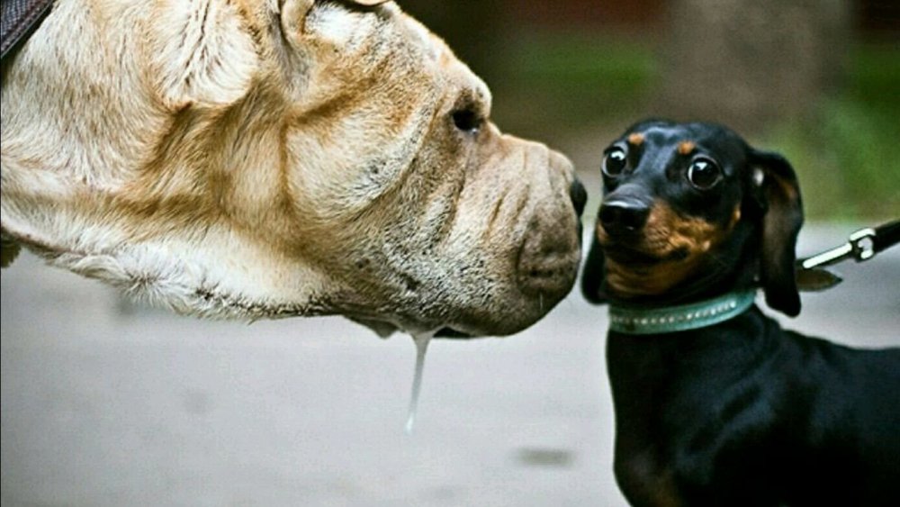Собаки обнюхивают друг друга