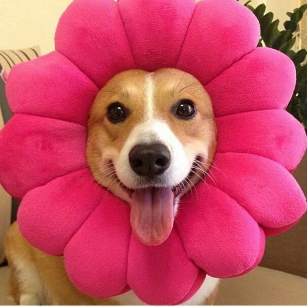 Собака в костюме цветочка