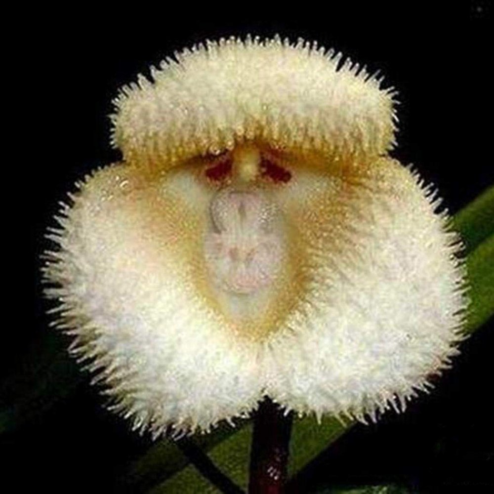 Цветок похож на пасть животного