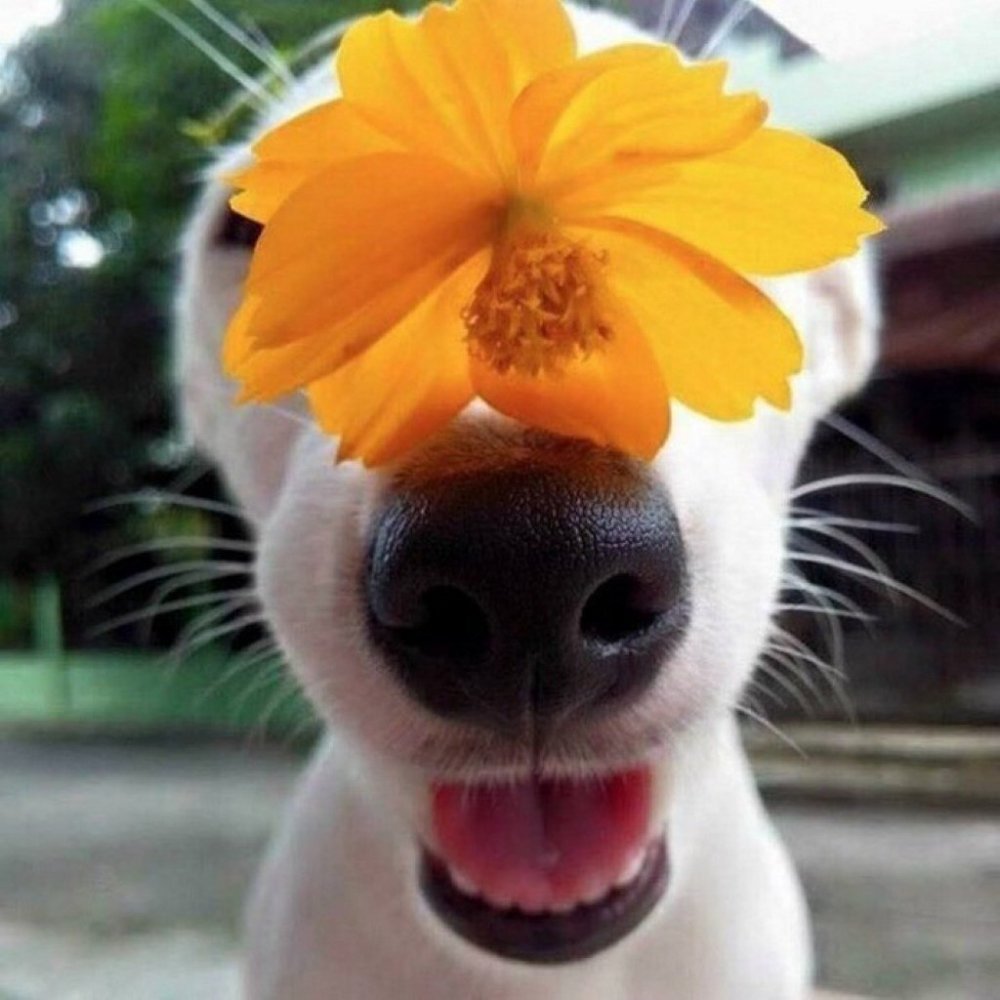 Собачка с цветочком в зубах