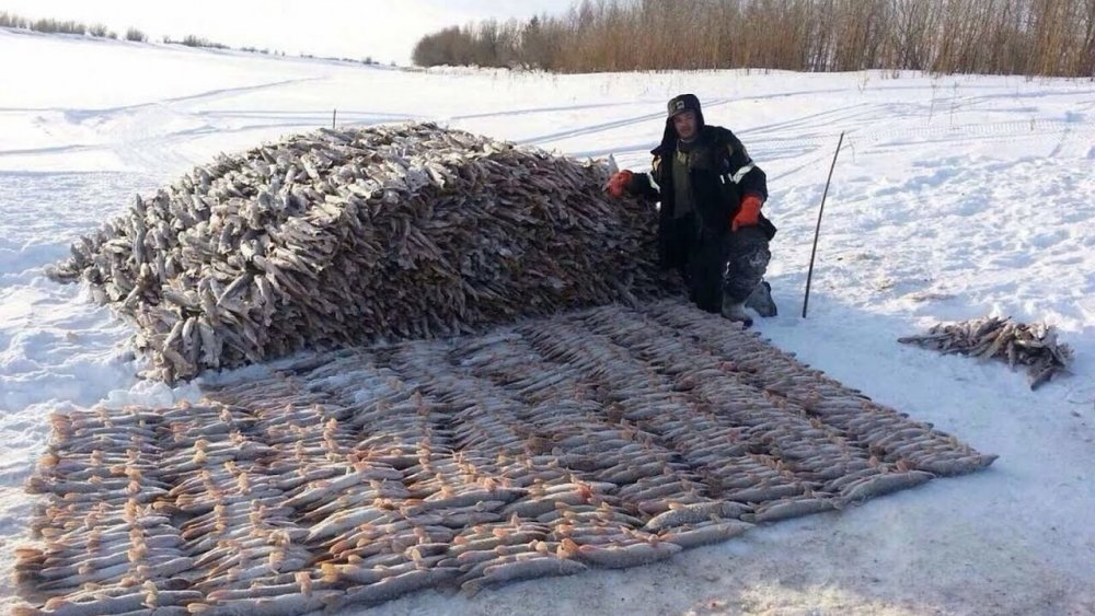 Промысловая рыбалка сетями зимой