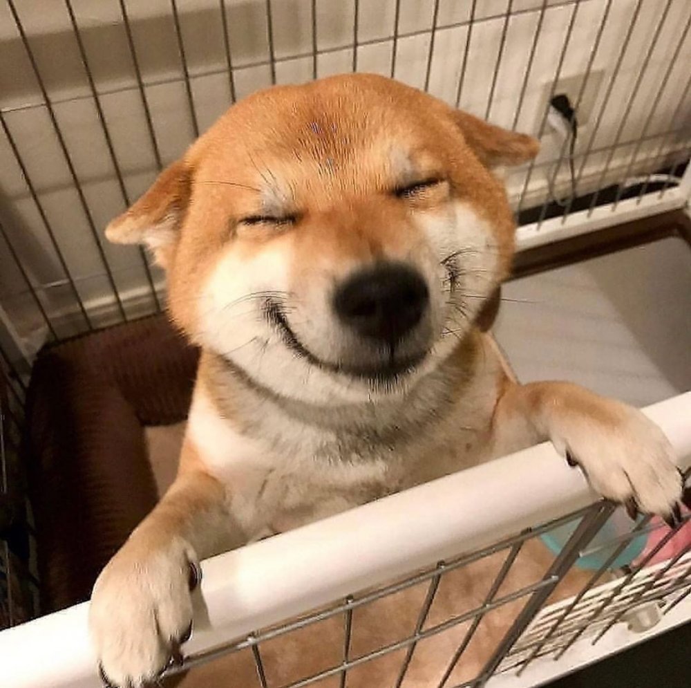 Смешная собака улыбака