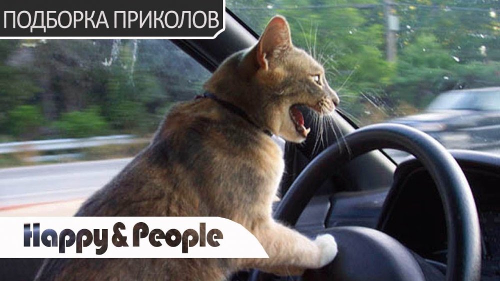 Кот за рулем фото