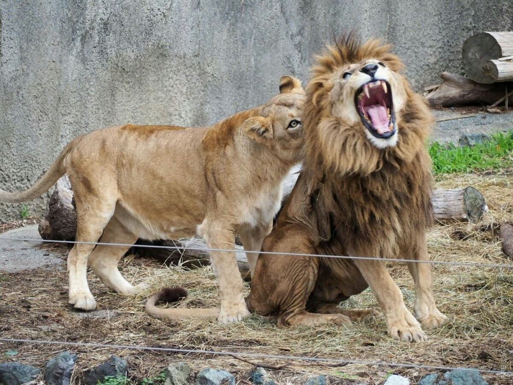 Львица кусает Льва