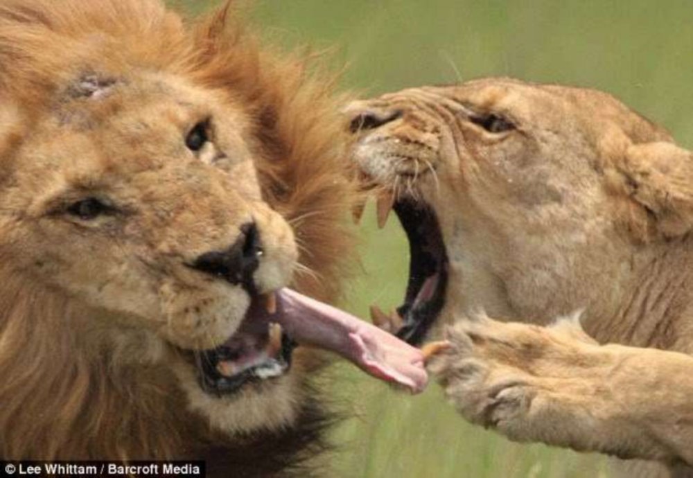 Львица рычит на Льва