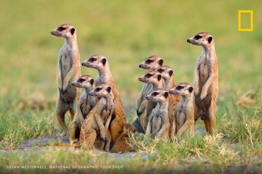 Meerkat в ЮАР