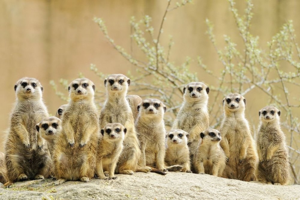 Meerkat Family сурикаты