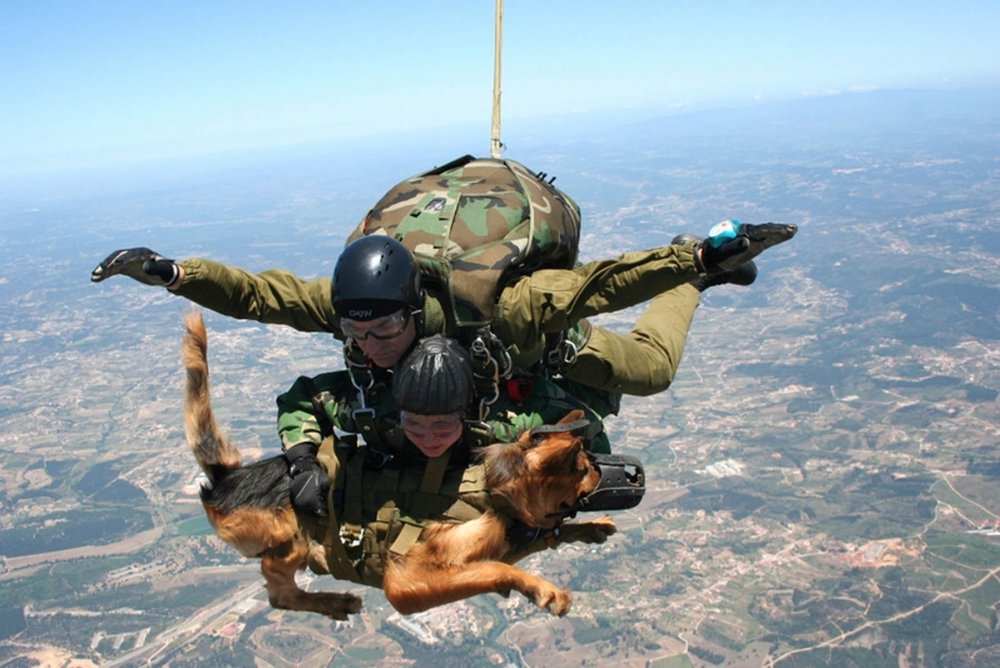 Десантирование собак с парашютом