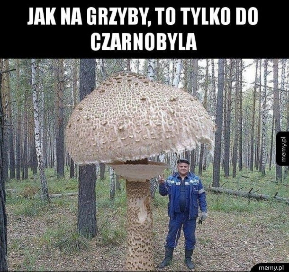 Чернобыль грибы