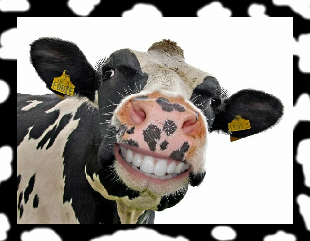 Веселая корова.