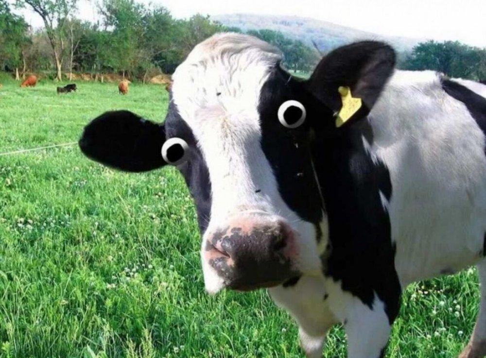 Удивленная корова