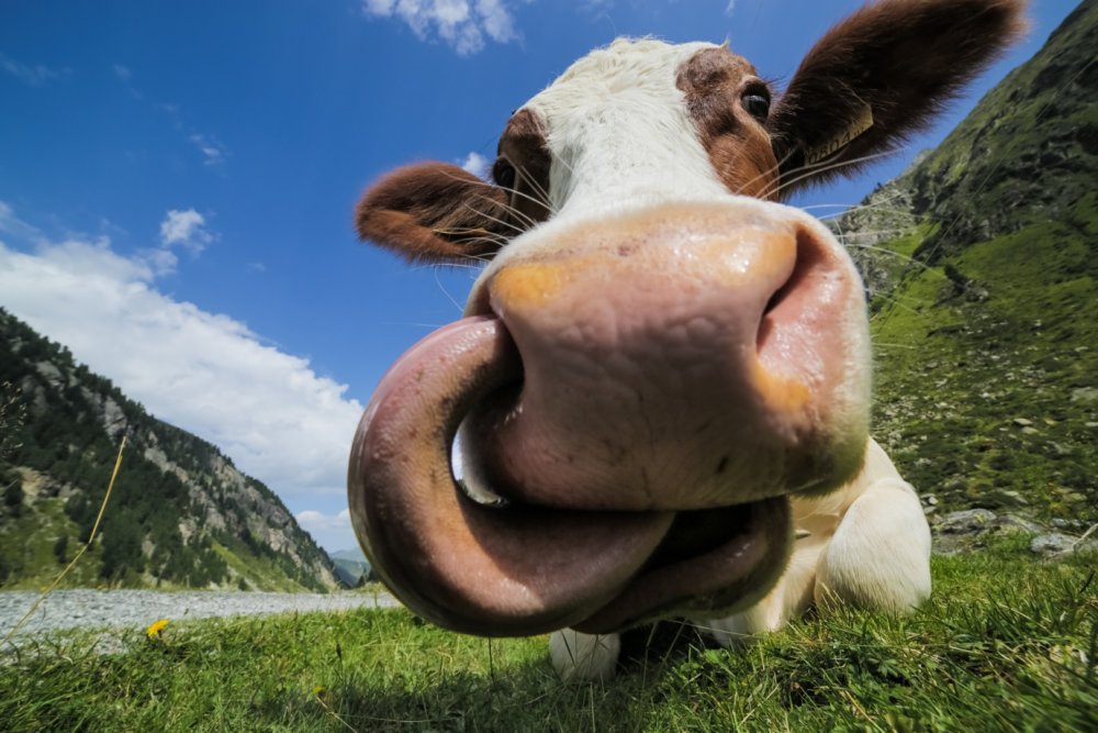 Корова с высунутым языком
