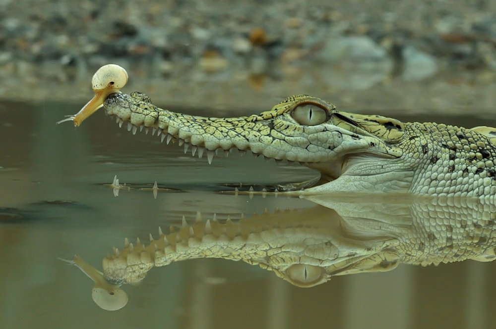 Рогатый крокодил