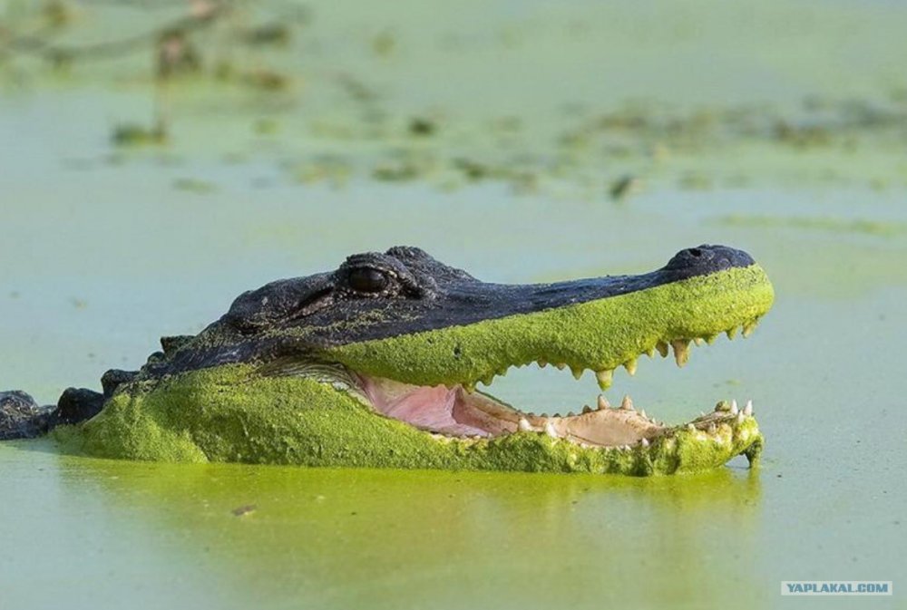 Крокодил в Тине