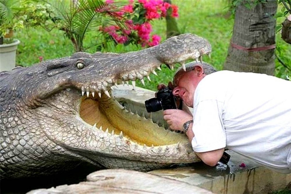 Самый смешной крокодил