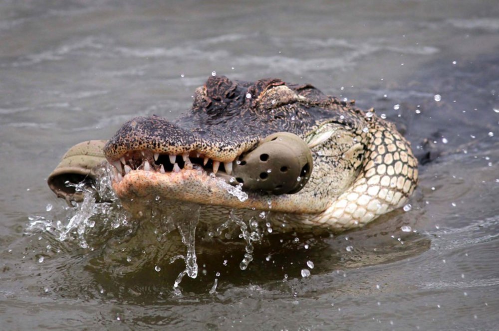 УГАРНЫЙ крокодил
