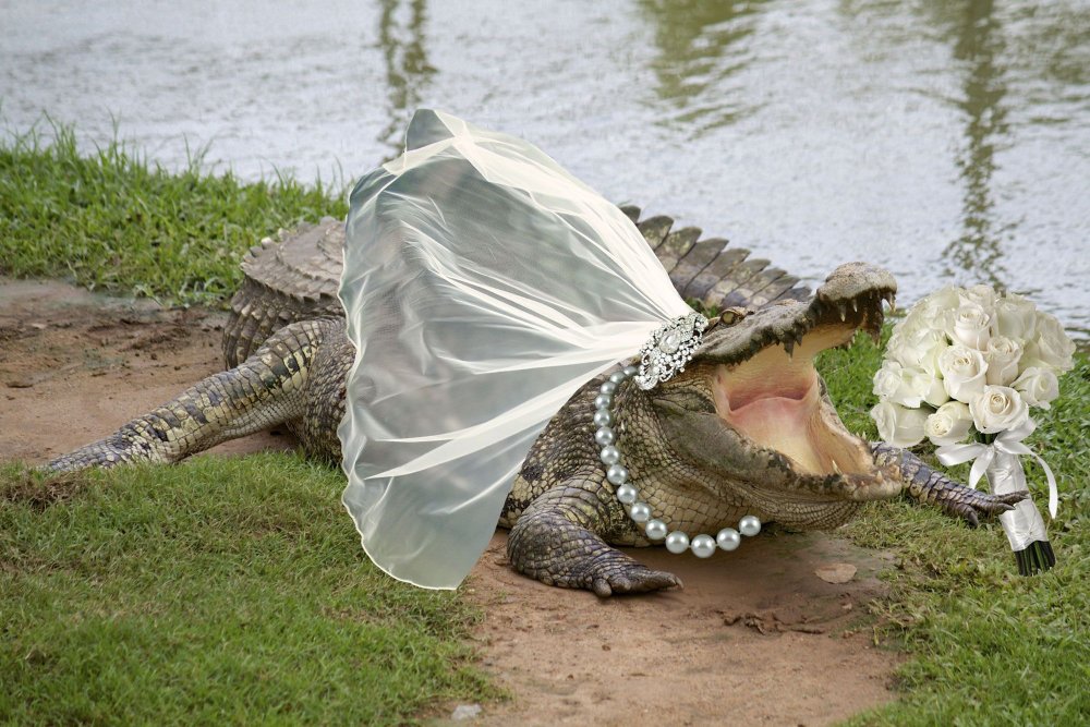 Свадьба крокодил крокодилья свадьба
