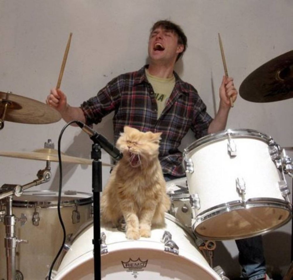 Котик музыкант