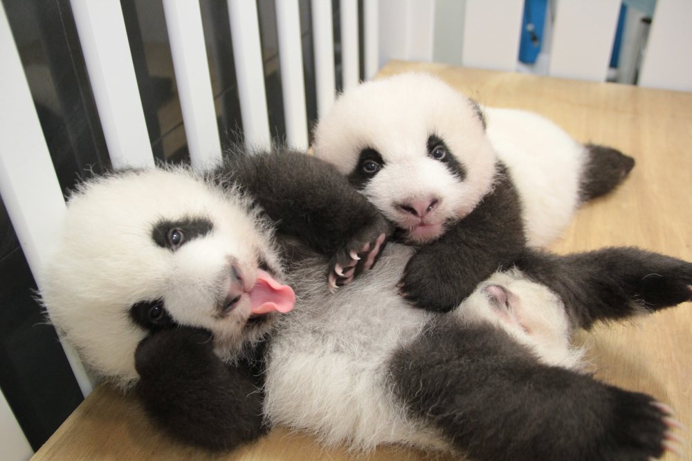 Панда с детенышем фото