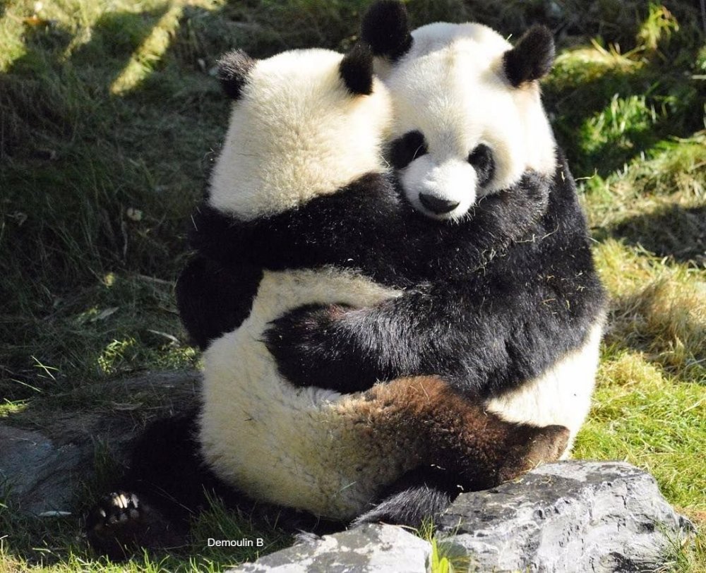 Панда обнимает панду
