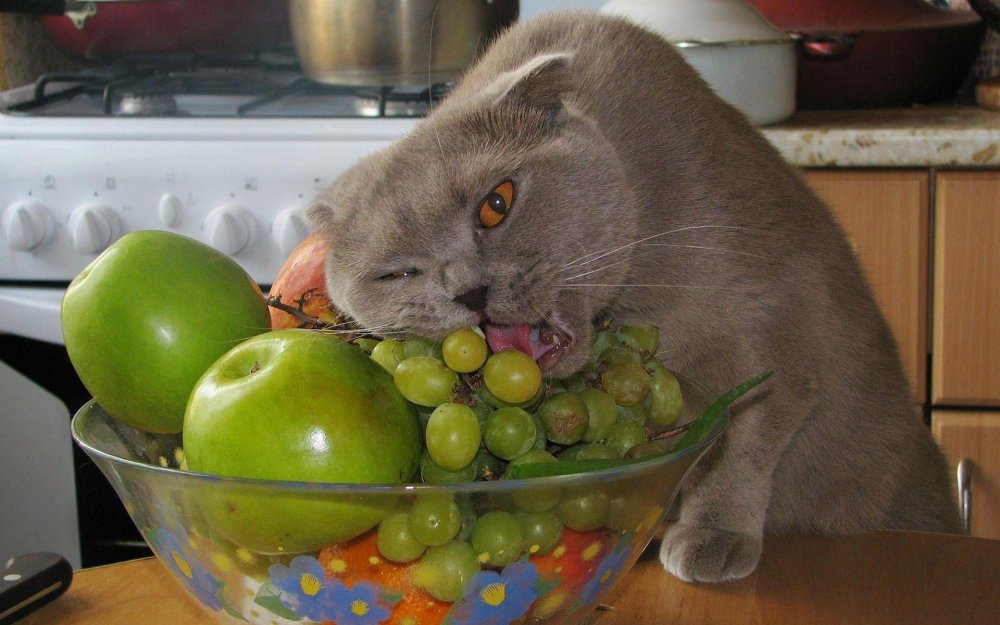 Кошка ест фрукты