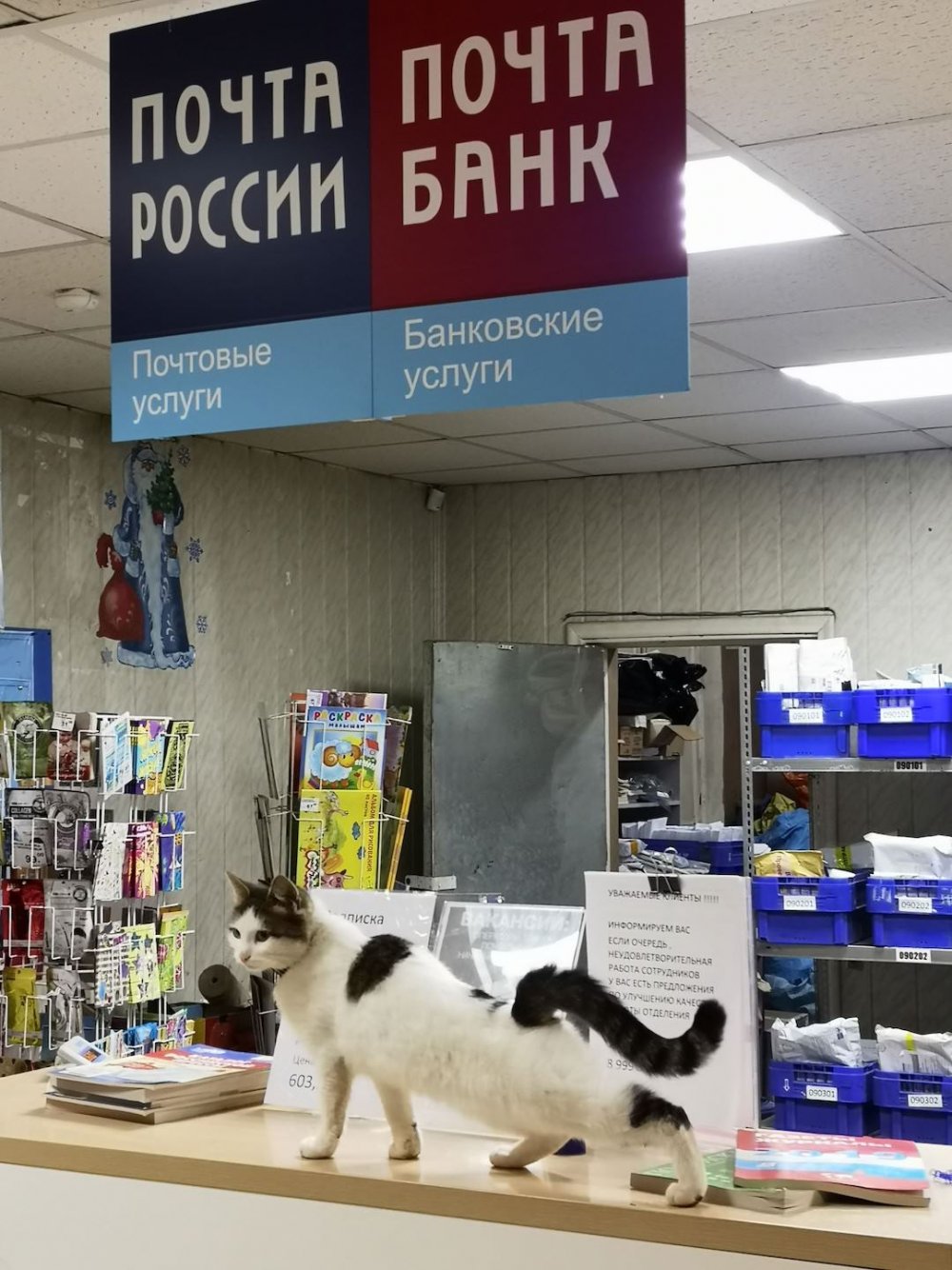 Почта России кот