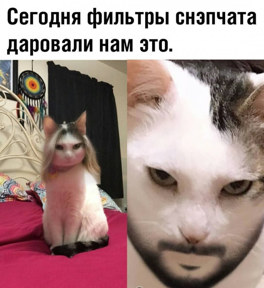 Мемы с котом