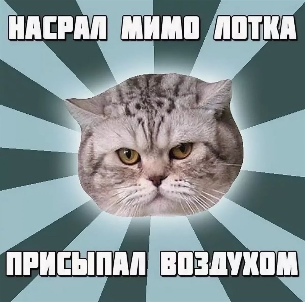 Мемы с котом