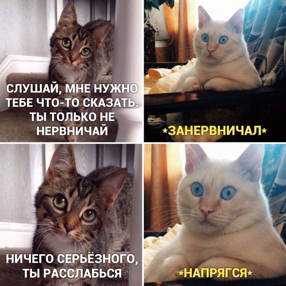 Смешные мемы с котами