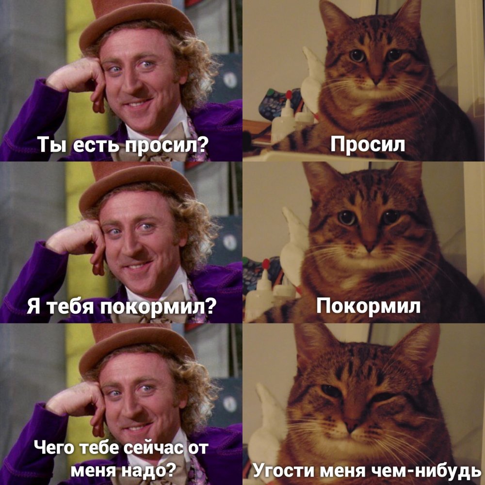 Смешные мемы с котом
