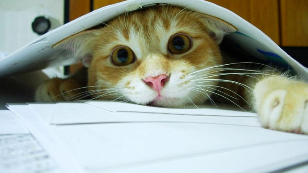 Кот с бумагами