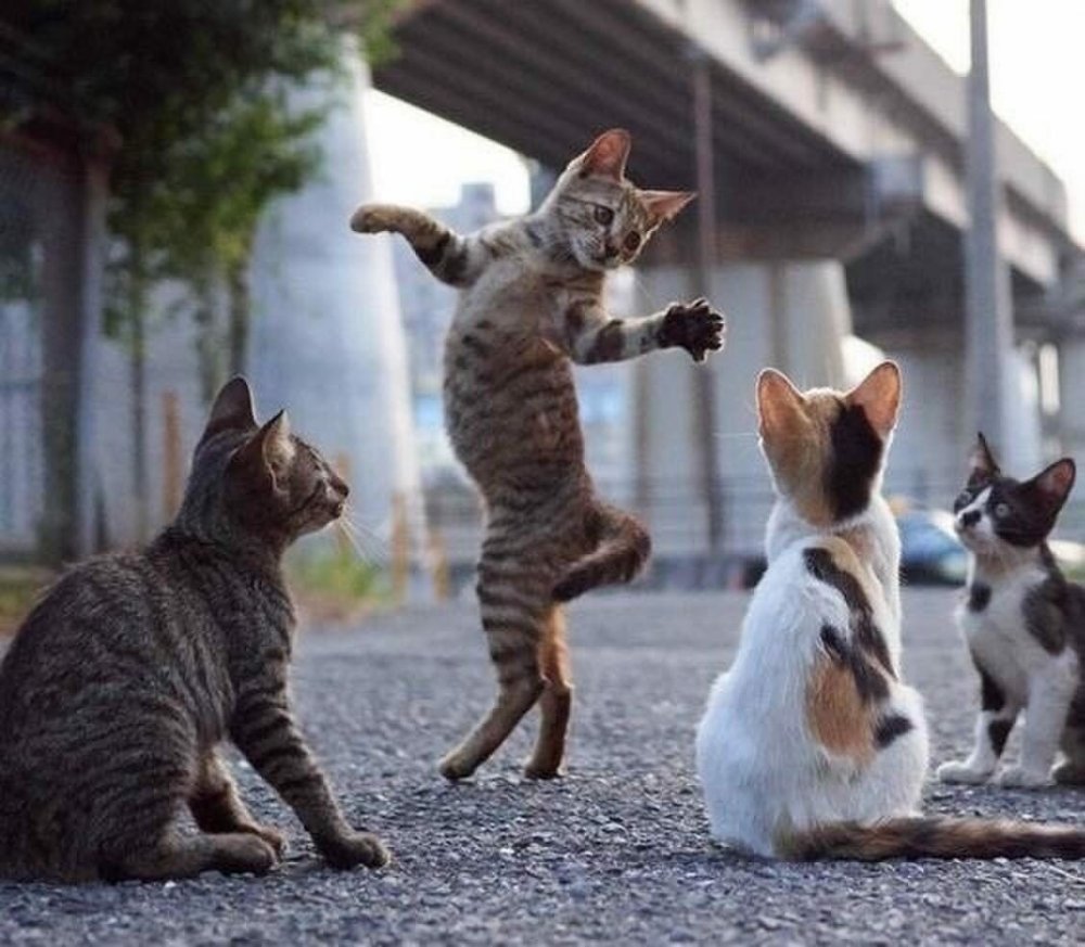 Танцующие котики