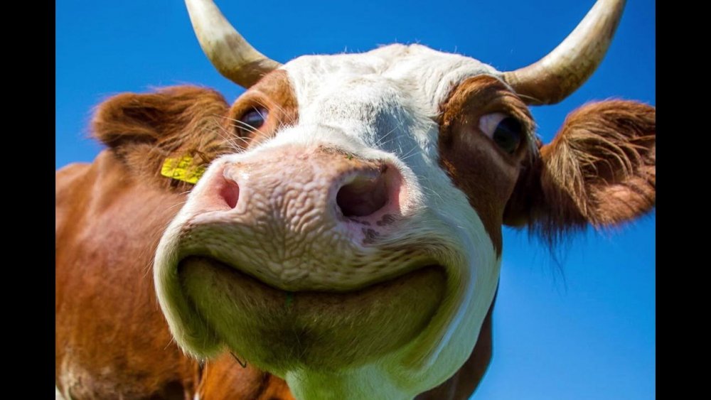Корова смеется
