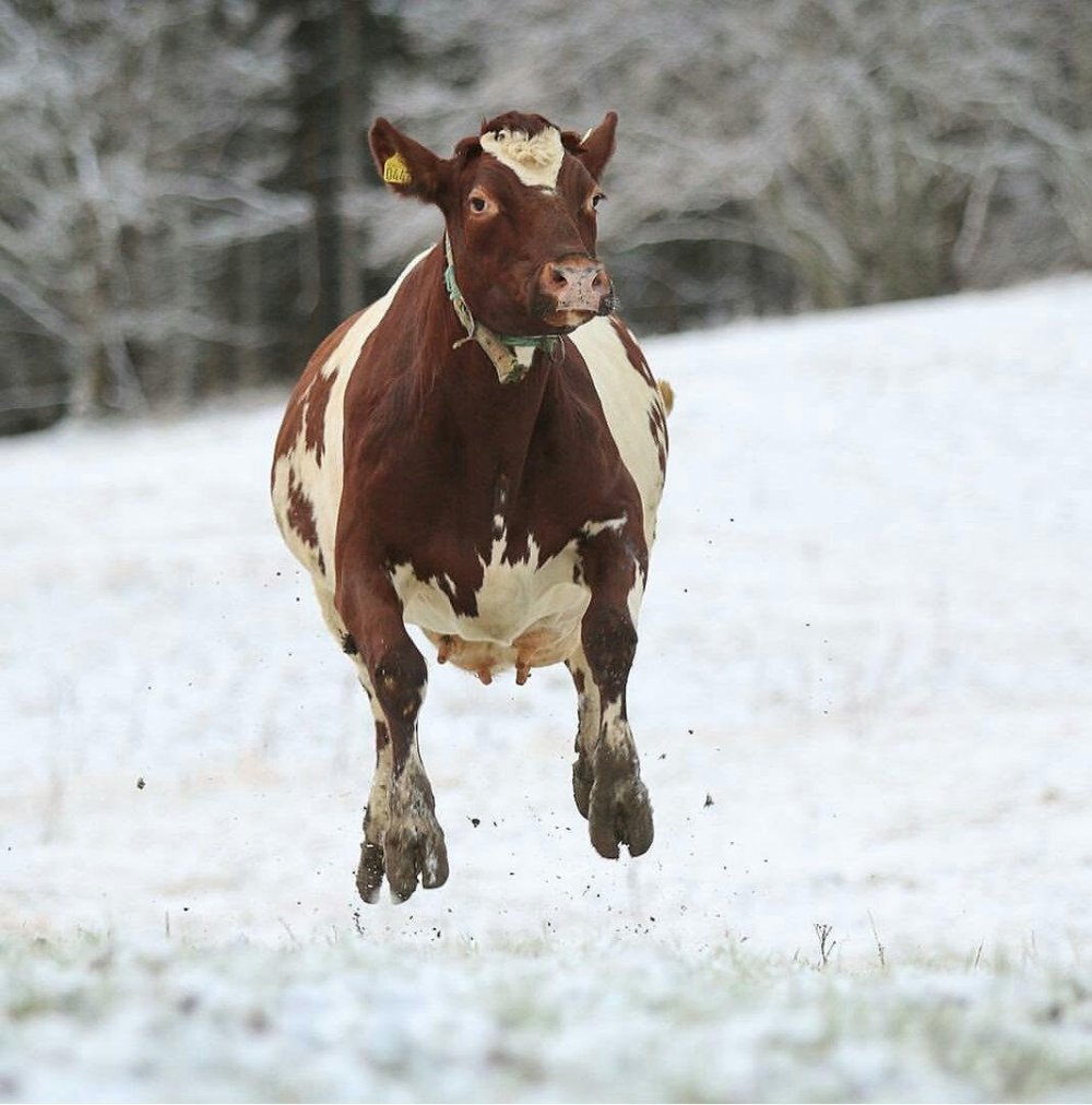 Смешная корова зимой