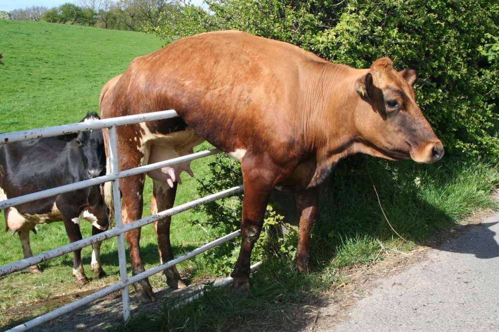 Тупая корова