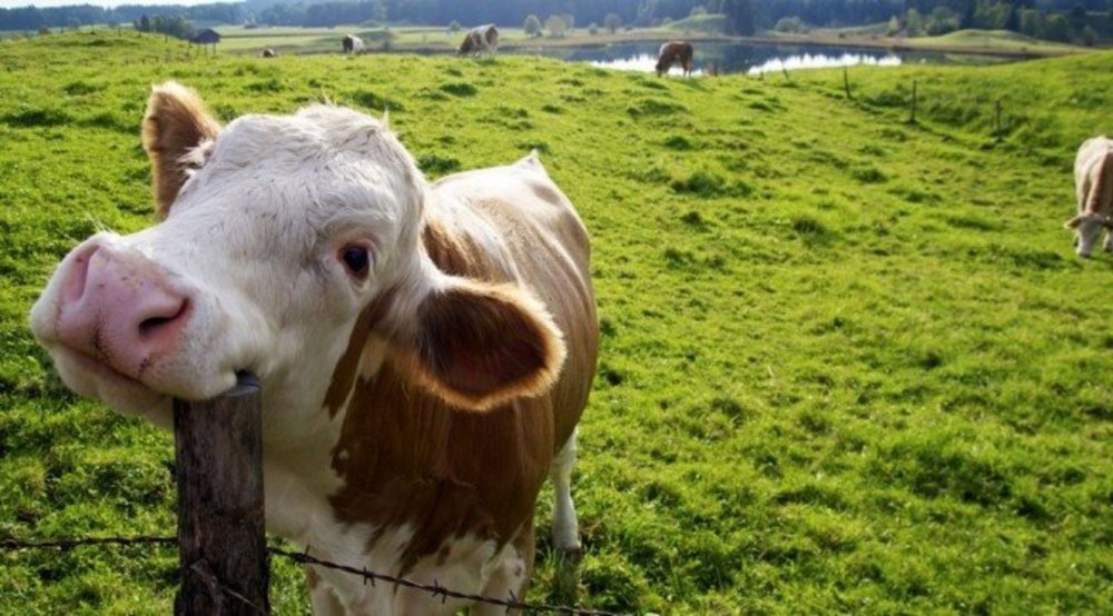 Корова улыбается