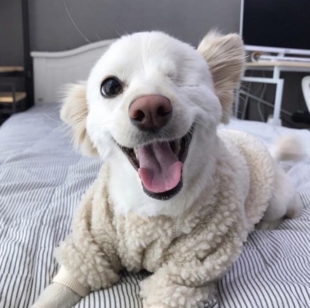 Смешная белая собака
