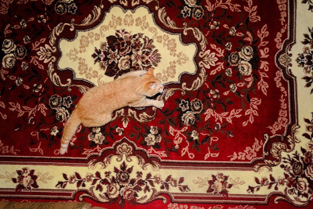 Кот на ковре