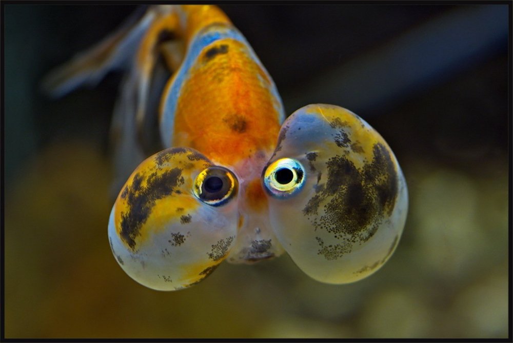 Рыба Звездочет аквариумная