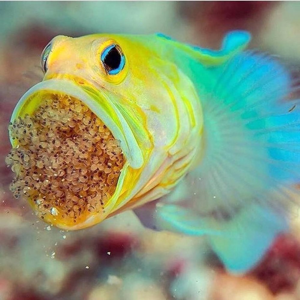 Жёлтоголовый большерот рыба