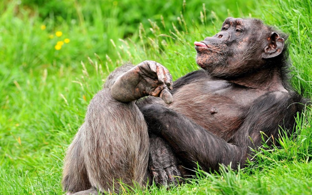 Бонобо матриархат