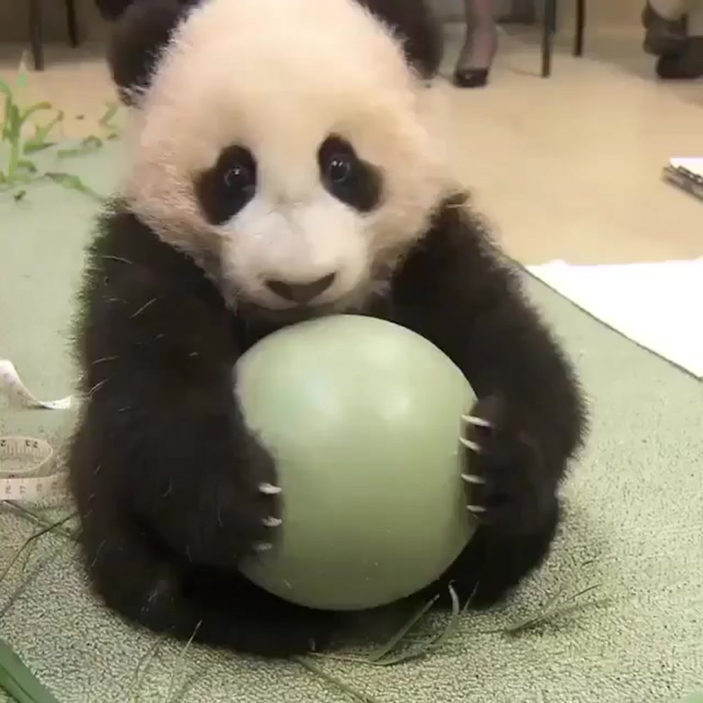 Панда с мячиком