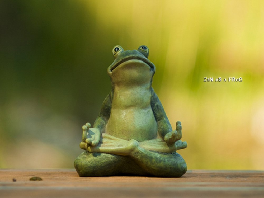 Лягушка медитирует
