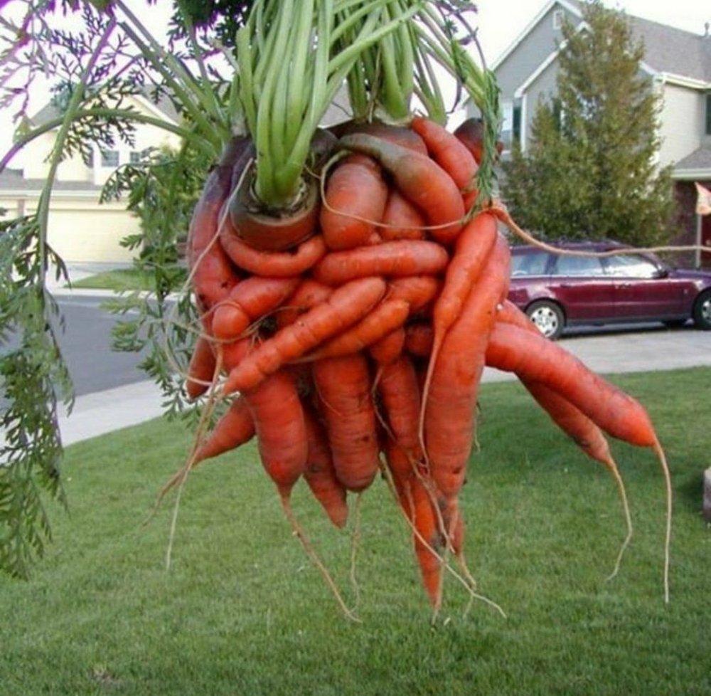 Необычная морковь