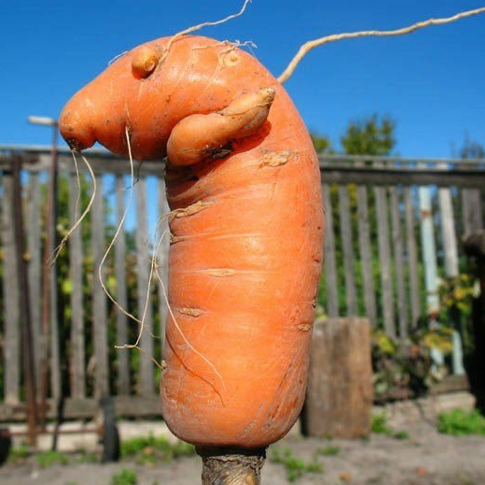 Необычная морковь